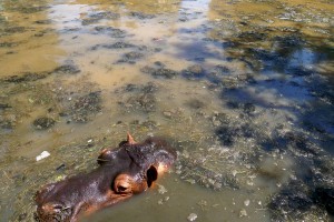 The hippo pond in Fayoum zoo is home for five hippopotamus. The pond is never cleaned leaving it polluted and full of debris Khaled Elbarky