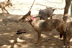 Six wolves live in a small enclosure in Fayoum. In mating season and when fighting over food the wolves bit each other, sometimes leading to severe wounds Khaled Elbarky